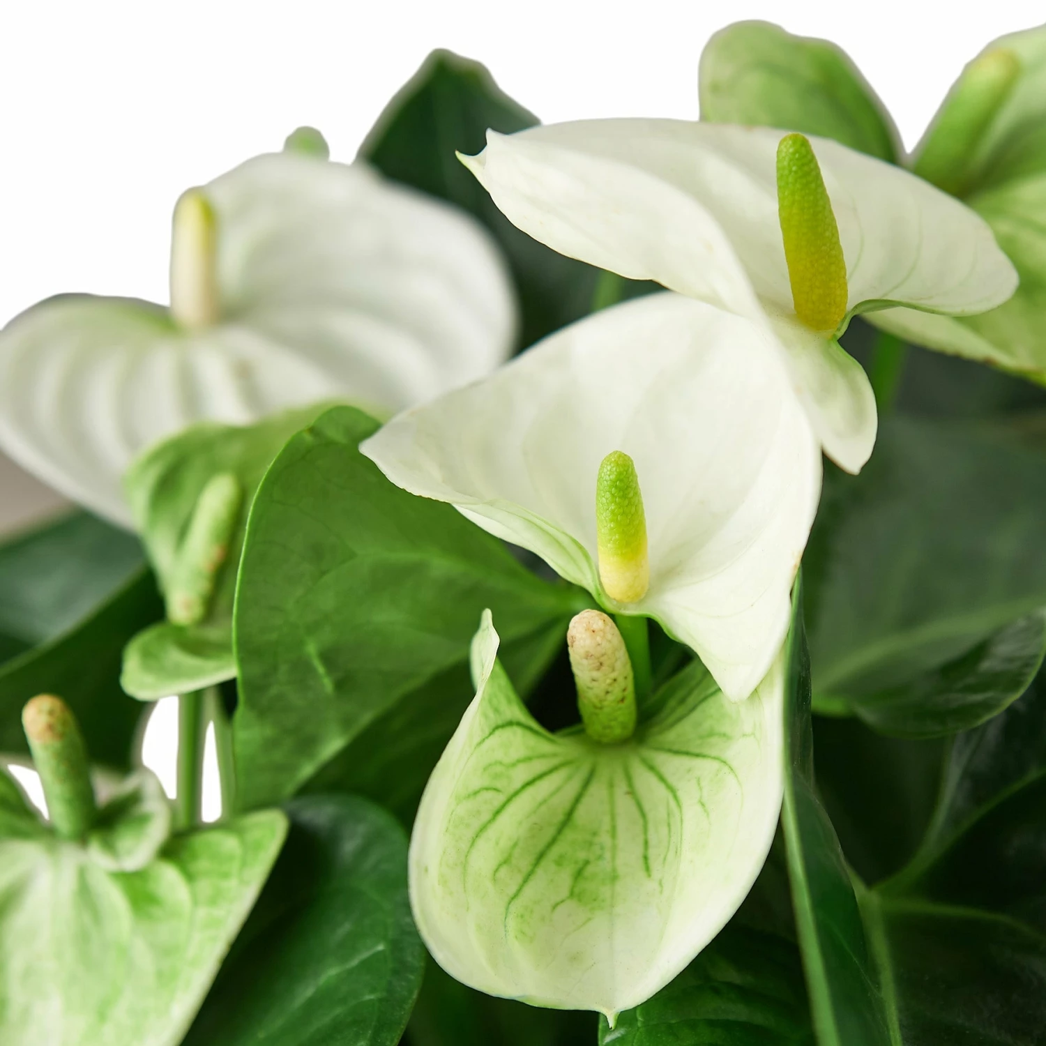 House Plant Dropship Anthurium 'White' 5 House Plant Dropship Anthurium 'White'