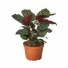 House Plant Dropship Calathea Ornata Live Plants