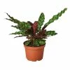 House Plant Dropship Calathea Rattlesnake New 2 House Plant Dropship Calathea Rattlesnake New