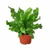 House Plant Dropship Live Plants Bird's Nest Nidus Fern 2 House Plant Dropship Live Plants Bird's Nest Nidus Fern