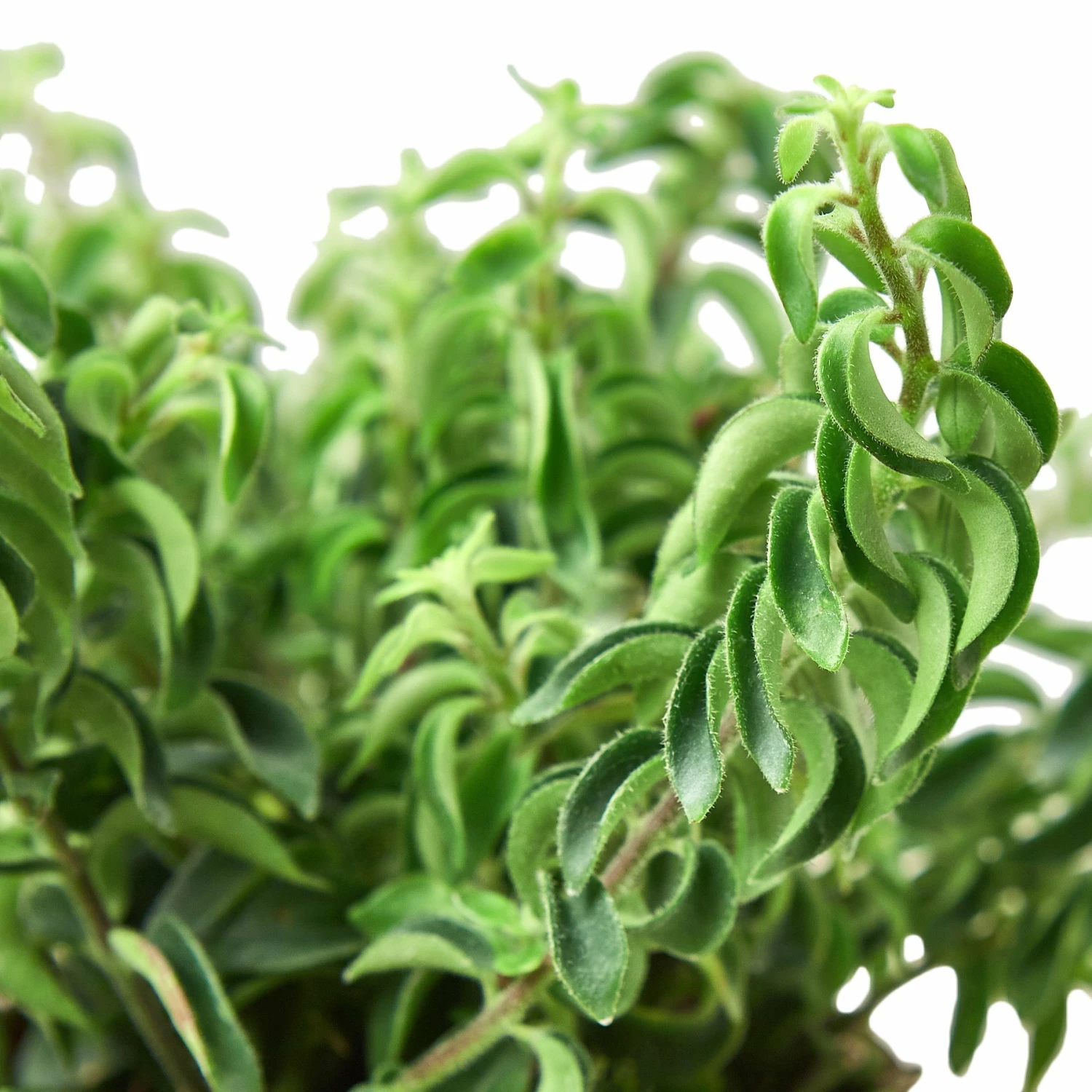 House Plant Dropship Curly Lipstick Plant 4 House Plant Dropship Curly Lipstick Plant