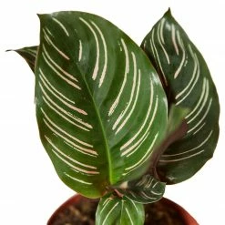 House Plant Dropship Calathea Ornata Live Plants