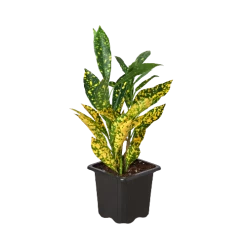 House Plant Dropship Gold Dust Croton