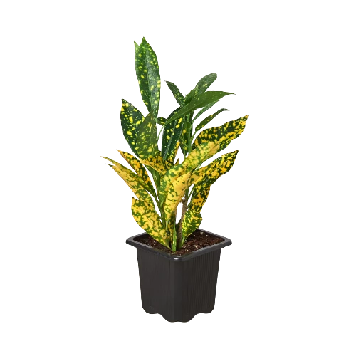 House Plant Dropship Gold Dust Croton 4 House Plant Dropship Gold Dust Croton