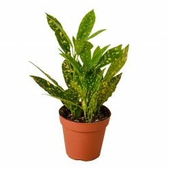 House Plant Dropship Gold Dust Croton