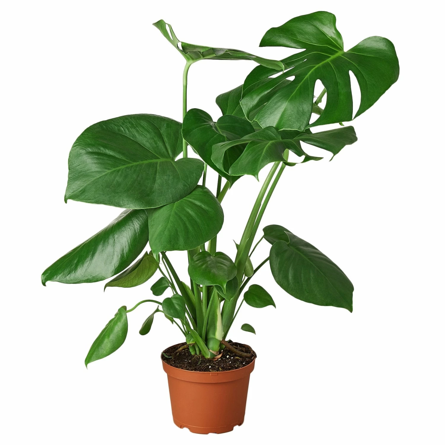 House Plant Dropship Philodendron Monstera Split-Leaf 3 House Plant Dropship Philodendron Monstera Split-Leaf