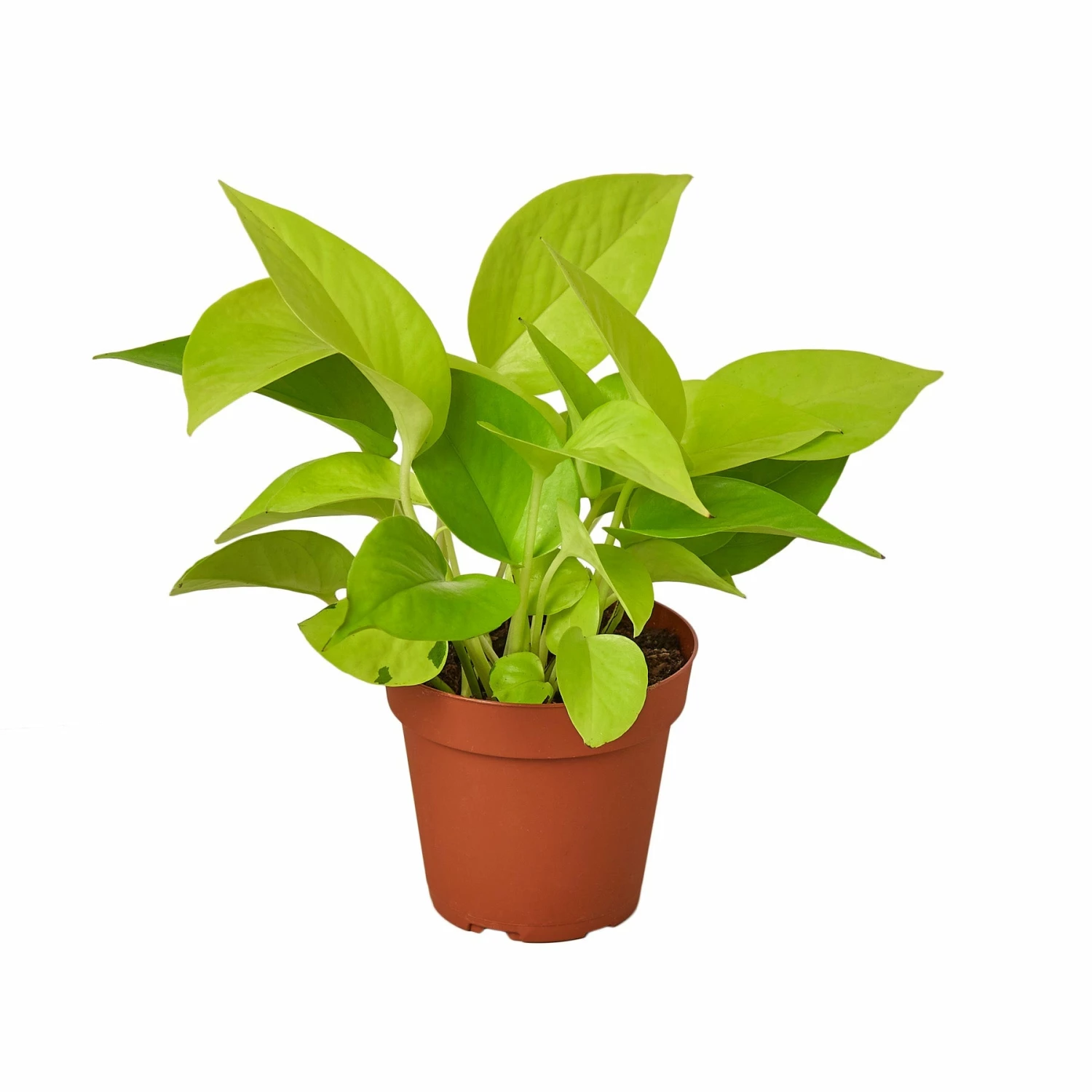 House Plant Dropship New Pothos 'Neon' 3 House Plant Dropship New Pothos 'Neon'