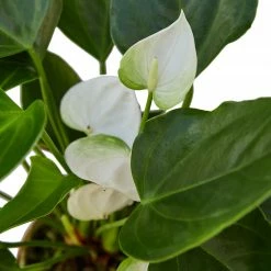 House Plant Dropship Anthurium 'White'