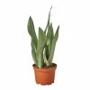 House Plant Dropship Snake Plant Moonshine Live Plants 1 House Plant Dropship Snake Plant Moonshine Live Plants