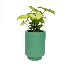 Jungalow® Planters Kelly Green Kaya Pot By Justina Blakeney™
