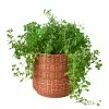 House Plant Dropship Diamond Planter