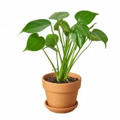 House Plant Dropship Philodendron Monstera Split-Leaf 11 House Plant Dropship Philodendron Monstera Split-Leaf
