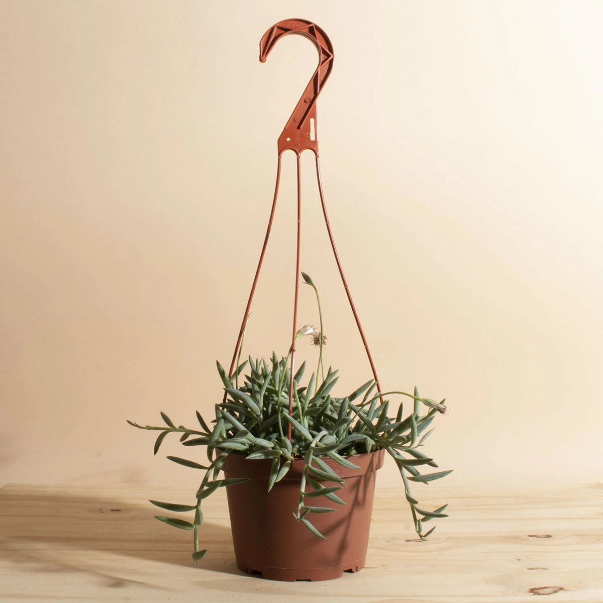 Home Botanicals Fish Hook Hanging Plant 3 Home Botanicals Fish Hook Hanging Plant