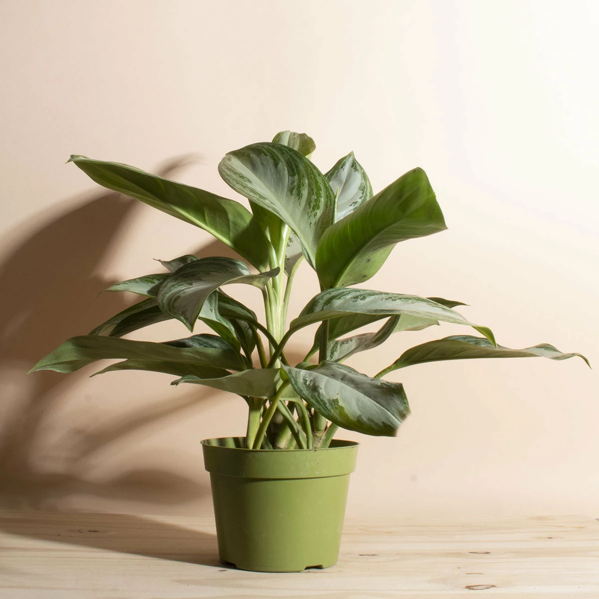 Home Botanicals Ag Silver Bay Live Plants 3 Home Botanicals Ag Silver Bay Live Plants