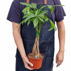 House Plant Dropship Live Plants Money Tree