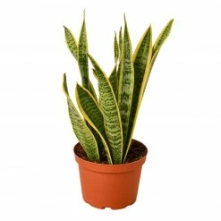 House Plant Dropship Snake Plant Laurentii Live Plants