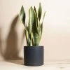 Home Botanicals Snake Plant + Ceramic Black Planter Live Plants 2 Home Botanicals Snake Plant + Ceramic Black Planter Live Plants