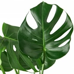 House Plant Dropship Philodendron Monstera Split-Leaf 13 House Plant Dropship Philodendron Monstera Split-Leaf
