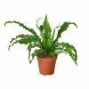 House Plant Dropship Bird’s Nest Fern 1 House Plant Dropship Bird’s Nest Fern