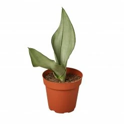 House Plant Dropship Snake Plant Moonshine Live Plants