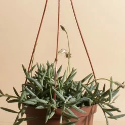 Home Botanicals Fish Hook Hanging Plant