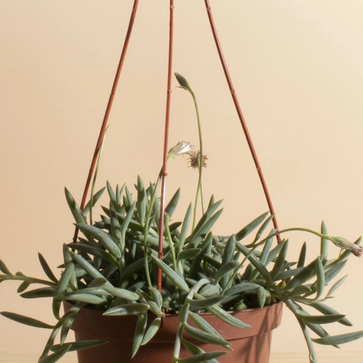 Home Botanicals Fish Hook Hanging Plant 4 Home Botanicals Fish Hook Hanging Plant