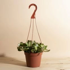 Home Botanicals Trailing Jade Hanging Plant