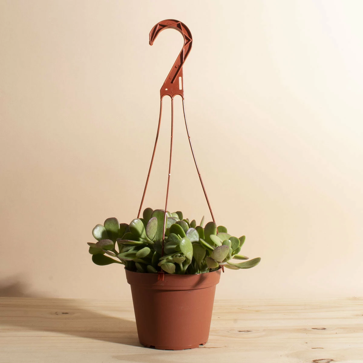 Home Botanicals Trailing Jade Hanging Plant 3 Home Botanicals Trailing Jade Hanging Plant