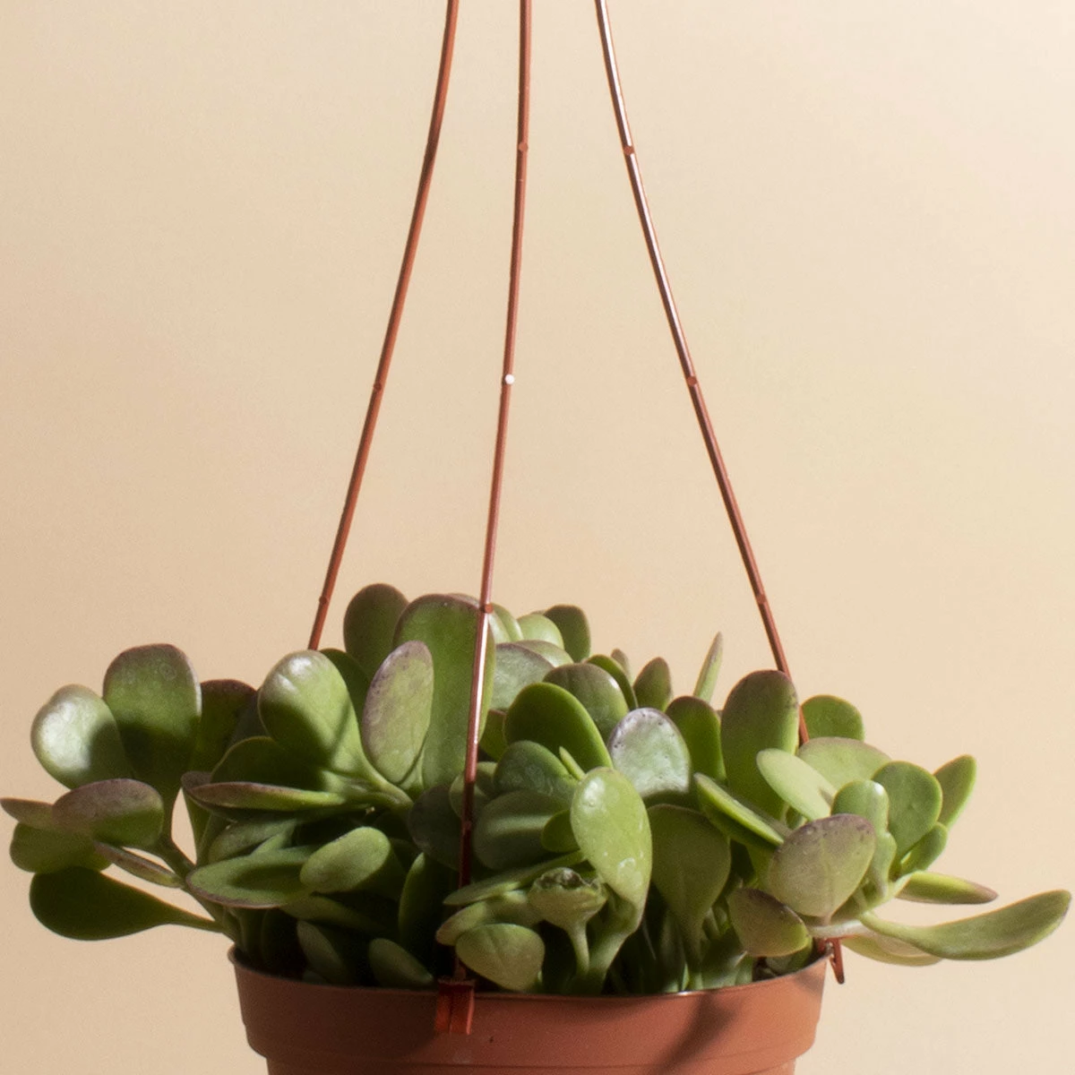 Home Botanicals Trailing Jade Hanging Plant 4 Home Botanicals Trailing Jade Hanging Plant