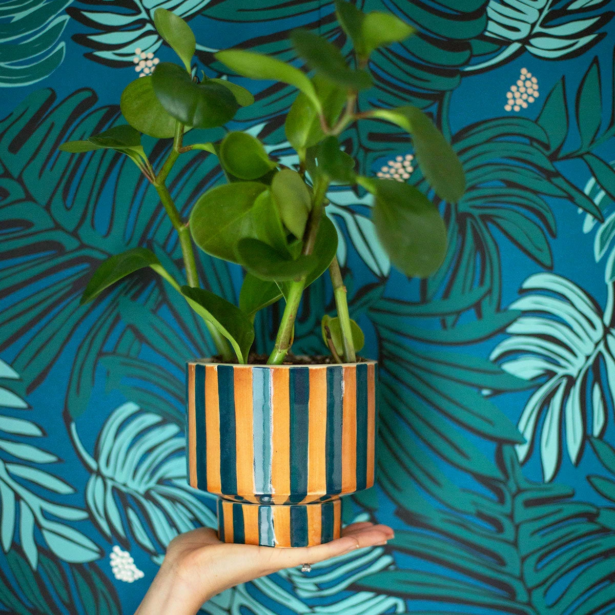Jungalow® Kaya Shorty Ceramic Planter By Justina Blakeney™ 4 Jungalow® Kaya Shorty Ceramic Planter By Justina Blakeney™
