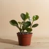 Home Botanicals Peperomia Rubber Live Plants 2 Home Botanicals Peperomia Rubber Live Plants