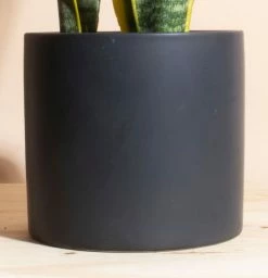 Home Botanicals Snake Plant + Ceramic Black Planter Live Plants