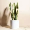 Home Botanicals Live Plants Snake Plant + Ceramic White Planter