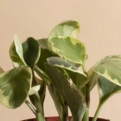 Home Botanicals Peperomia Rubber Live Plants